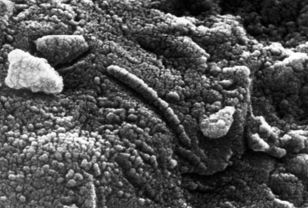 Foto di strutture a catena, forse di origine biologica, del meteorite ALH84001.