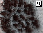Foto di punti neri e spider su dune del Polo Sud.